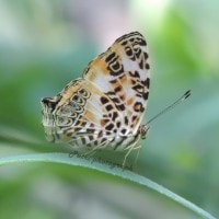 kupu-kupu Himalayan Spotted Jester