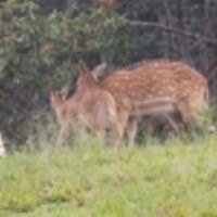 Rusa totol