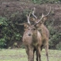 Rusa Jawa / Rusa Sumba