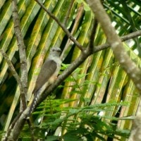 wiwik kelabu ( mitos burung penjemput kematian )
