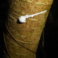 Alstonia spatulata Blume  (Pulai)