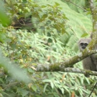 OWA JAWA ( Hylobates moloch )