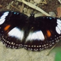 Great Egg-fly