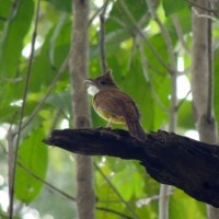 Empuloh janggut (burung cantik yang saat ini terancam keberadaanya )