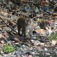 hidup bersama sampah