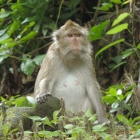 Kera Ekor Panjang