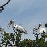 Bangau bluwok (terancam punah )