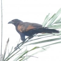 Bubut jawa
