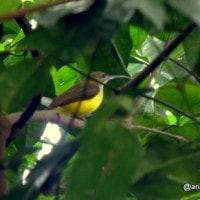 pijantung kecil