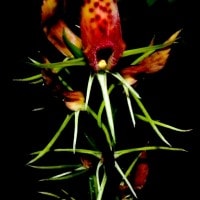 anggrek Cryptostylis javanica
