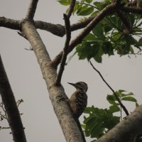 Burung Pelatuk