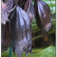Bunga Kelelawar Hitam