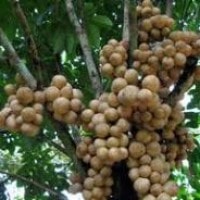 Duku
