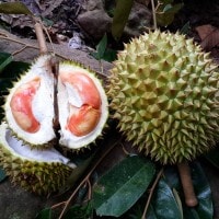 Durian merah