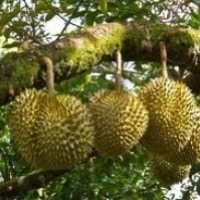 Durian (Boh Drien Aceh)