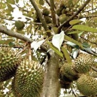 Durian, Boh Drien, Duren, Kadu, Duriang, Duliang, Doriang Rulen