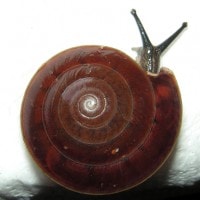 dyakia hugonis (photo liew)