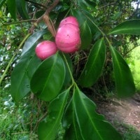 Majegau