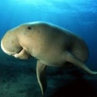 dugong