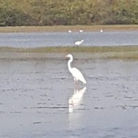 Egretta alba