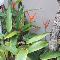 Tanaman Pisang Hias