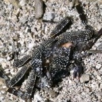 Kepiting Karang Berbintik