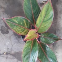 Nistik Bogor