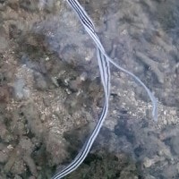 Cacing Pipih (Platyhelminthes)