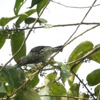 Si mata merah, Aplonis panayensis atau Perling kumbang (Asian Glossy Starling)
