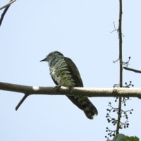Chrysococcyx russatus atau Kedasi gould  (Gould√¢‚Ç¨‚Ñ¢s Bronze-Cuckoo)