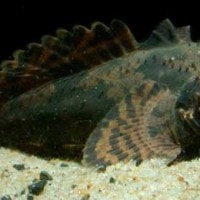 ikan betutu si pemalas