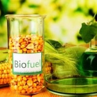 Biofuel : Energi Dari Bahan Nabati