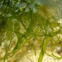 Enteromorpha compressa