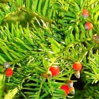 English Yew