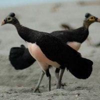 Maleo Senkawor atau Maleo