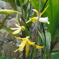 Eria Javanica