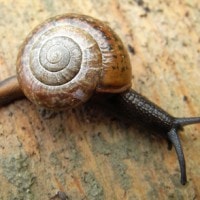everettia corrugata (photo liew)