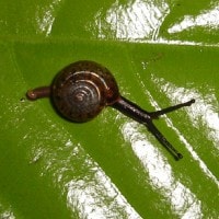 everettia jucunda (photo liew)