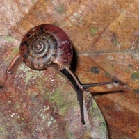 everettia subconsul (photo koomen)