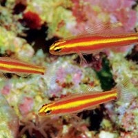 Eviota pamae, Spesies Baru di Kepulauan Kei, Maluku