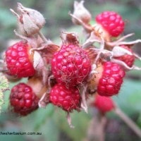 Hareneus | Rubus moluccanus L.