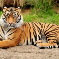 Harimau Sumatra