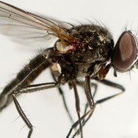 Lalat kecil