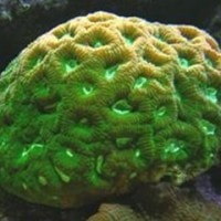 Favia danae