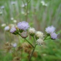 ageratum conyzoides L ( bunga bandotan)