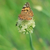 Danaus melanippus