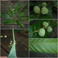 Rambai hutan