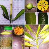 Gardenia