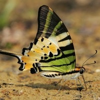 Five-bar Swordtail