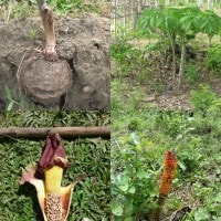 Bunga Bangkai (Amorphophallus paeoniifolius)
